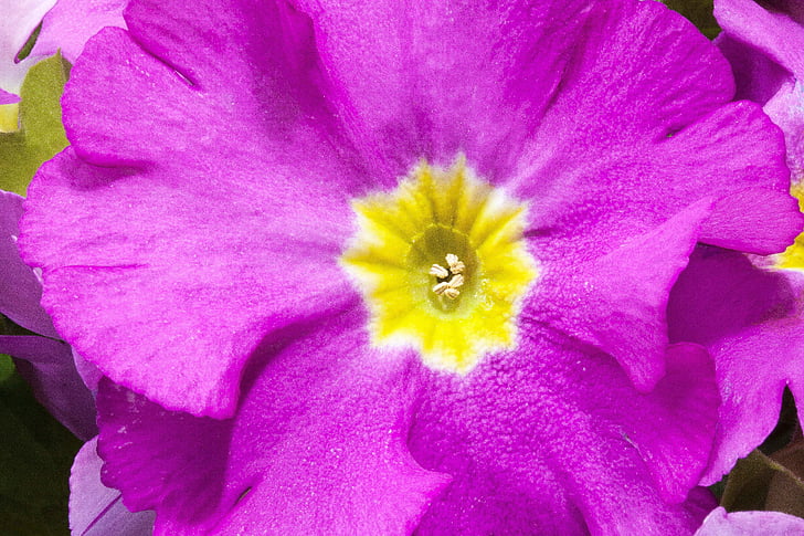 primule, ibrido di Primula vulgaris, viola, Magenta, genere, Famiglia primulaceae, varietà di Primula