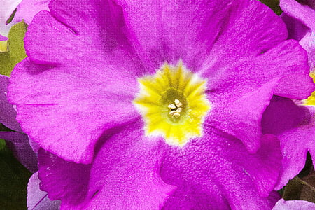primroses, primula vulgaris hybrid, violet, magenta, genus, family primulaceae, primrose varieties