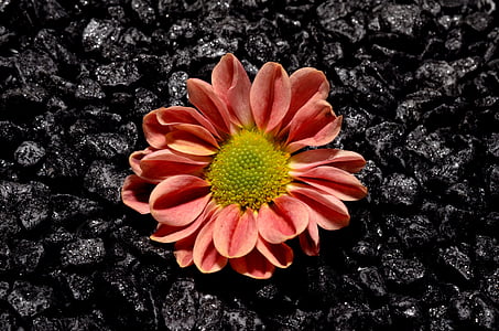 kleine, bloem, zwart
