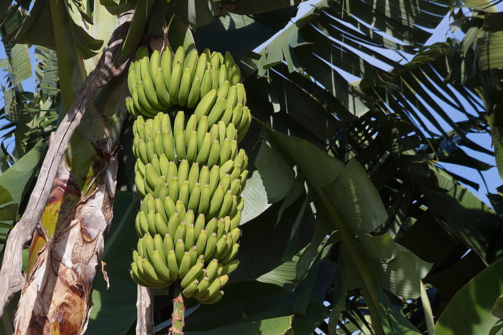 bananos, Musa, Género, plantas de plátano, Musaceae, infrutescencia, plantación de