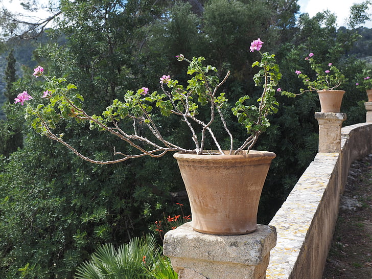 Gerani, flor, flor, flor, Rosa, Pelargonium flor gran, Gerani de jardí