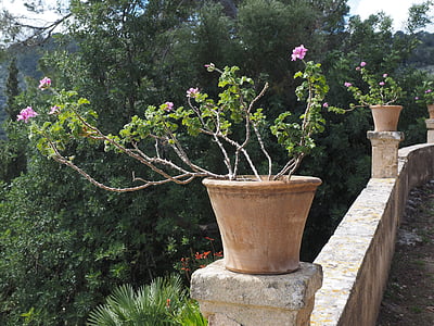Geranium, õis, Bloom, lill, roosa, Pelargonium grandiflorum, Aed geraaniumi