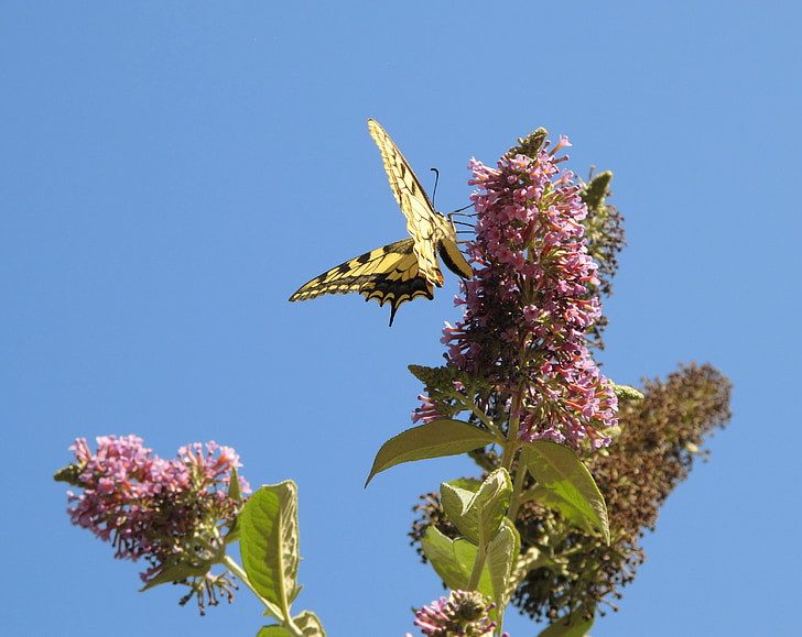 butterfly, sky, flower, flight, forage, nature, insect