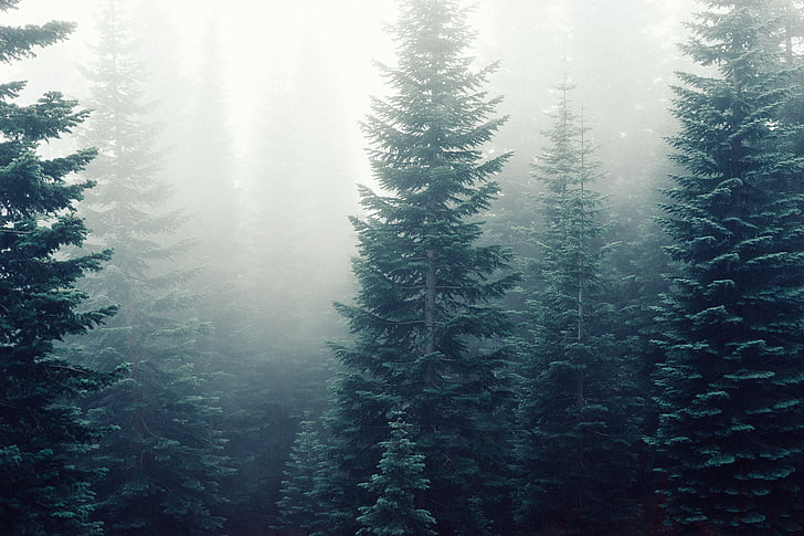 firs, fog, foggy, forest, mist, misty, mysterious