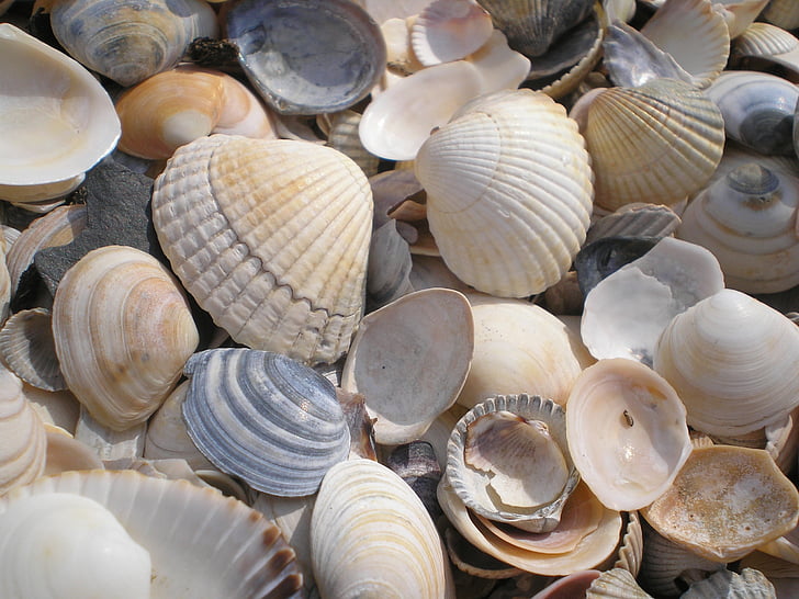 havet, Beach, ferie, dekoration, muslinger, animalske shell, Seashell