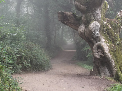 misty, fog, path, tree, forest, scenery, woods