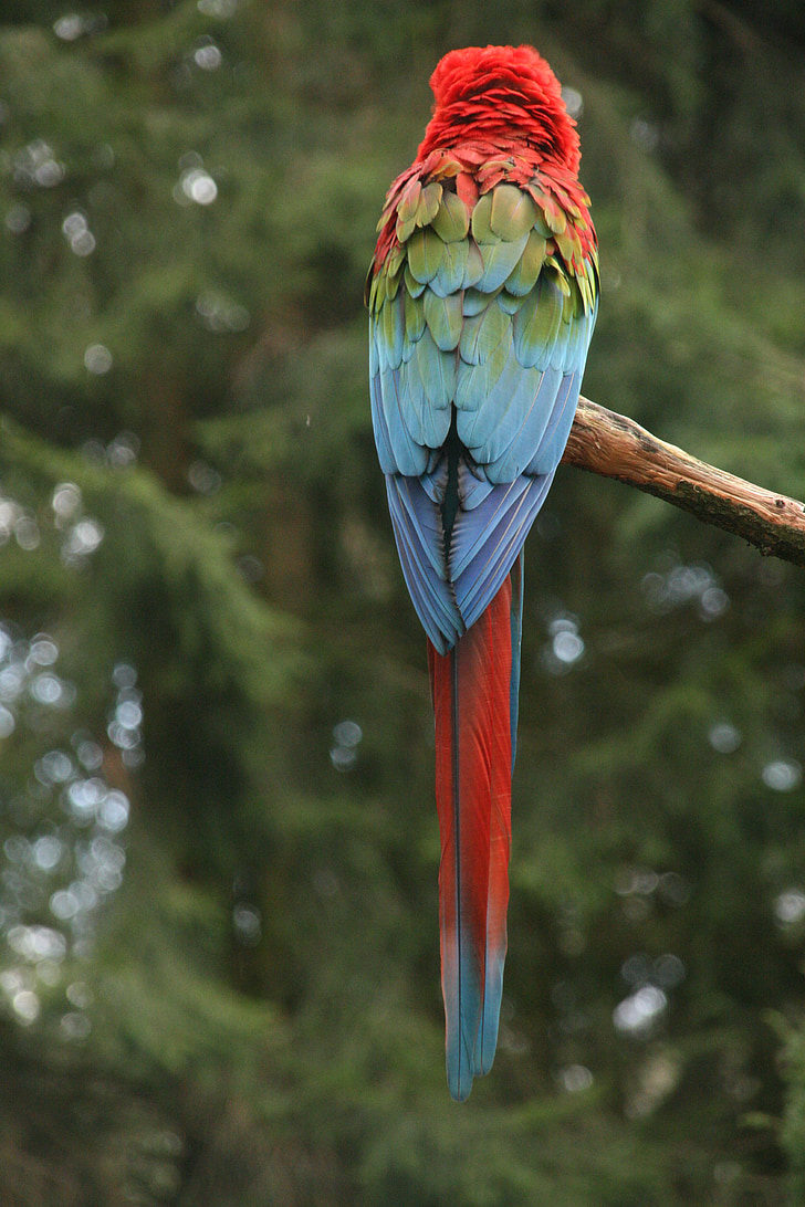 papagáj, vták, červená, modrá, Zelená, strom-sedačková, Príroda