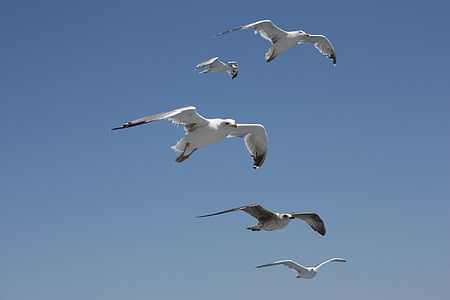 seagull, sky, bird, dom, flying, white, high
