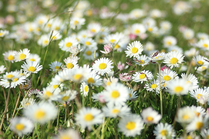 flowers, grass, summer, daisy, white flowers, nature, flower