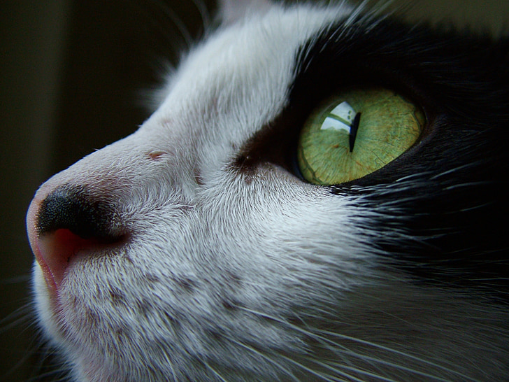 katten, svart-hvitt, kjæledyr, øye, Acro, dyr portrett, innenlands cat