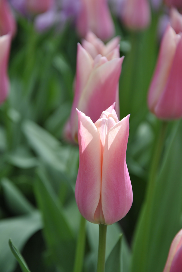 tulipas, Holanda, Primavera, flores da Primavera, tulipas da Holanda