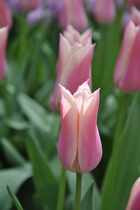 tulipanes, Holanda, primavera, flores de primavera, tulipanes de Holanda