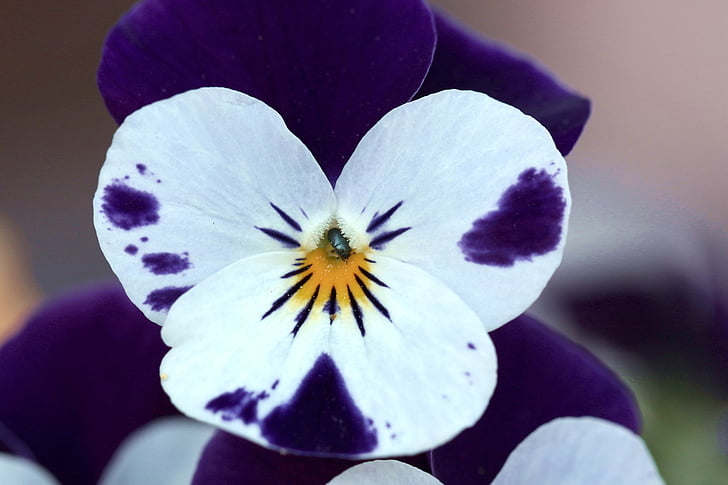 pansy, closeup, the beetle, worm, pansies, garden, spring