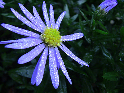 flower, purple, nature, plant, floral, natural, spring