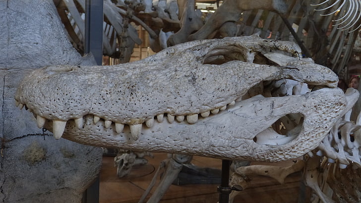 crocodilo, cabeça, esqueleto, osso, Museu, dente, réptil