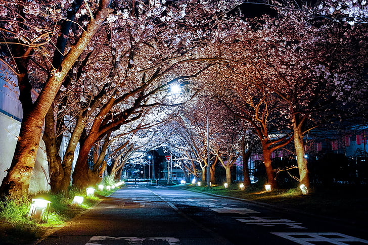 cherry blossom, night, road, street, street lights, trees, tree