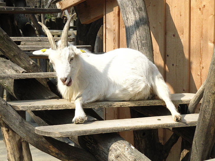 goat, zoo, animal, white, animals, animal world, horned