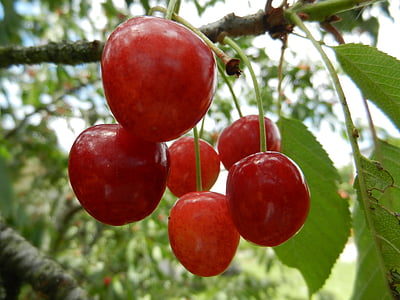 cherries, fruit, leaves