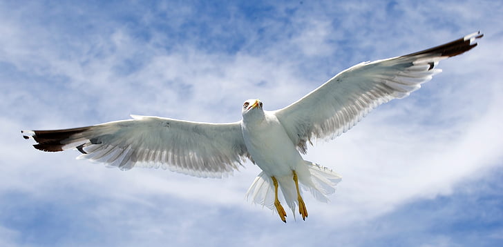 seagull, sea birds, birds, spread wings, bird, flying, animal themes