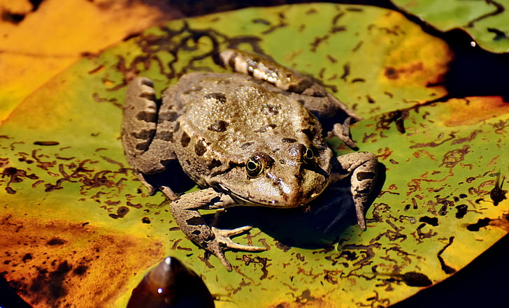 frog, pond, animal, water frog, frog pond, high, toad