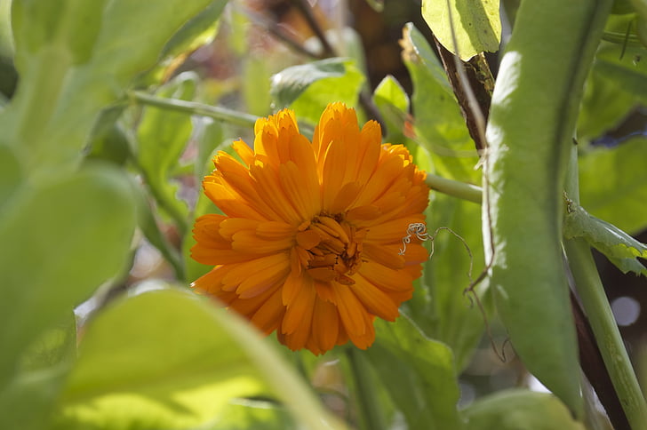 Marigold, bunga, kuning, Blossom, botani, mekar, botani