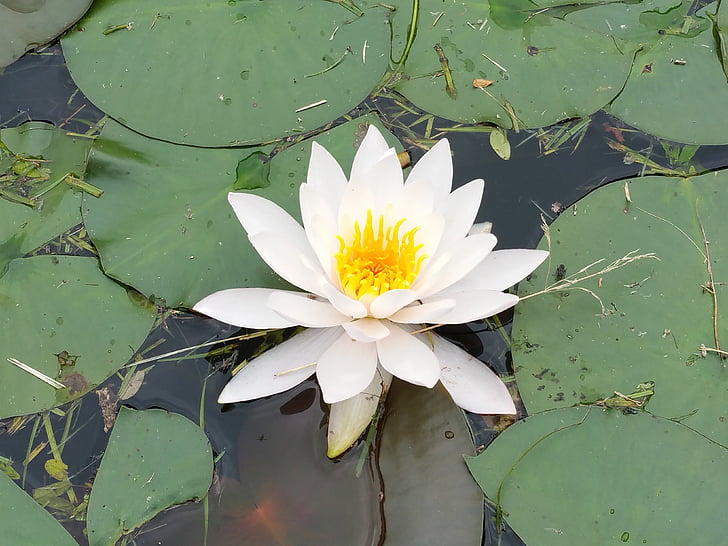 Lotus, bunga, hydrangea