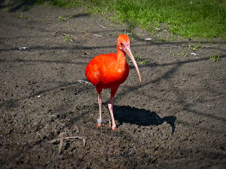 rød ibis, Ibis, lange næb, buet næb, fugl, Scarlet ibis, orange
