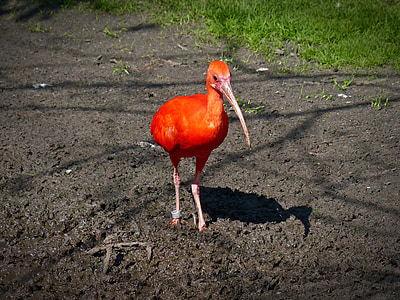 rød ibis, Ibis, lange nebb, buede nebb, fuglen, Scarlet ibis, oransje