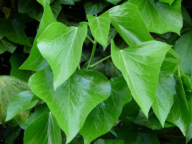 Ivy blade, Ivy, blade, grøn, Ivy vækst, begroning, fælles vedbend