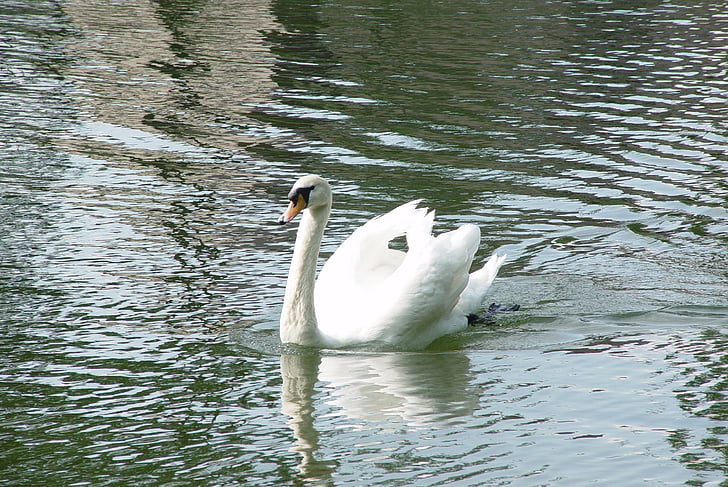 Swan, fuglen, hvit, Park, vann, dammen, vakker