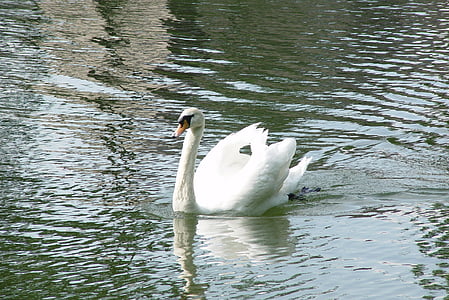 Swan, vták, biela, Park, vody, rybník, krásny