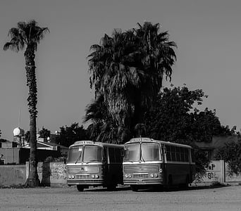 busser, gamle, Vintage, byen, kjøretøy, bil, Urban