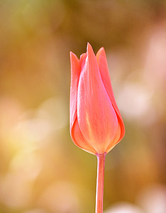 Tulipa, flor, flor, flor, fechado, jardim, Primavera