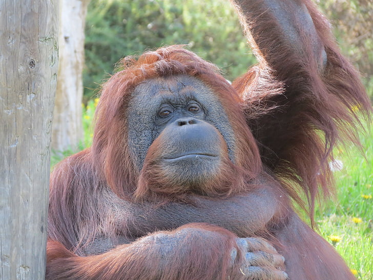 Orangutan, opice, Zoo, zvíře, volně žijící zvířata, savec, primát
