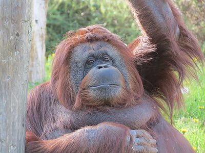 Orangutan, monyet, kebun binatang, hewan, satwa liar, Mamalia, primata
