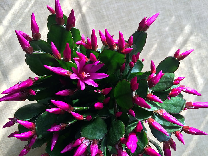 cactus, weihnachtskaktus, potted plant, pink, blossom, bloom