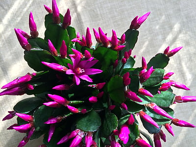 cactus, weihnachtskaktus, planta en maceta, rosa, flor, floración
