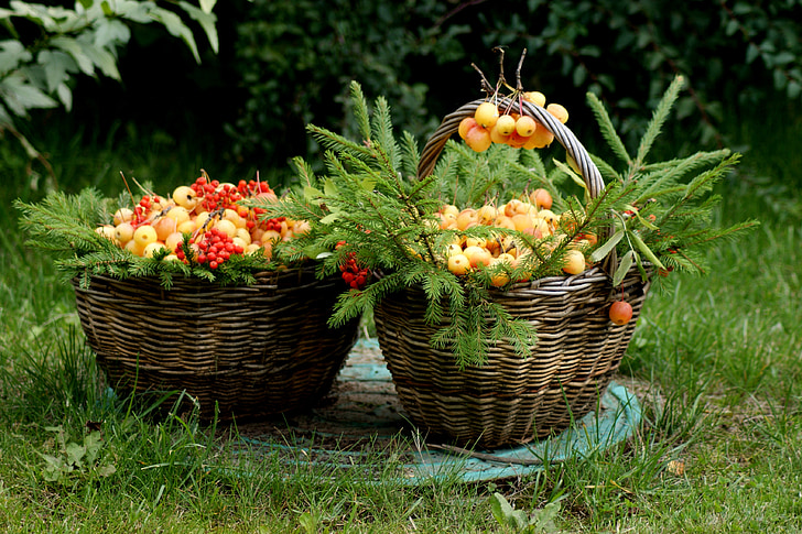 forest, basket, apples, summer, flowers