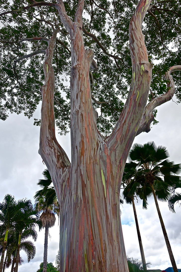 cây, thân cây, bạch đàn, Hawaii, đầy màu sắc, Thiên nhiên, môi trường