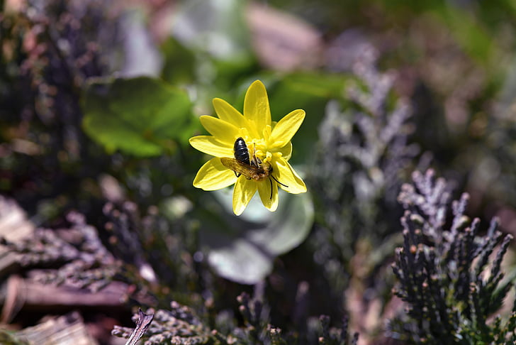 røde kinder bee, Andrena haemorrhoa, Bee, blomst, gul blomst, celandine, tidlige bloomers