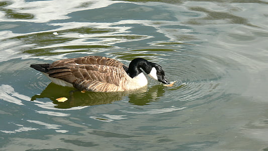 duck, pond, wildlife, nature, swimming, bird, goose