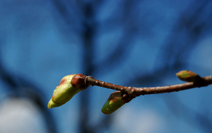 Bud, berbunga, musim semi, pohon, mekar, alam