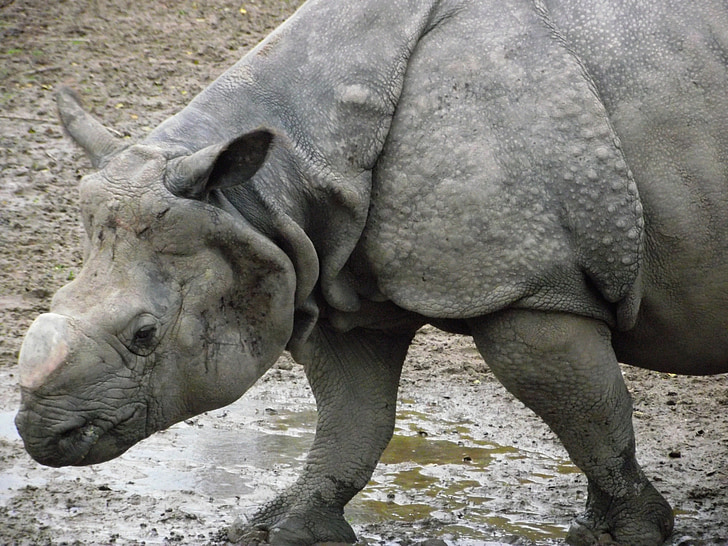Rhino, nosorožce, savec, Zoo, volně žijící zvířata