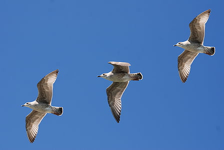 gulls, seagull, wings, feather, sky, flight, nature