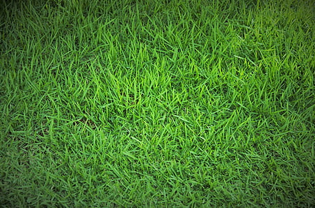 herba, herba verda, gespa, verd, Brasil, jardí