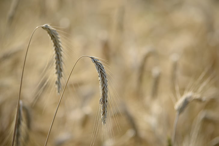 agriculture, barley, blur, cereal, countryside, crop, farm