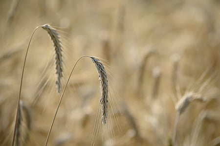 Γεωργία, κριθάρι, θόλωμα, δημητριακά, εξοχή, καλλιέργεια, αγρόκτημα