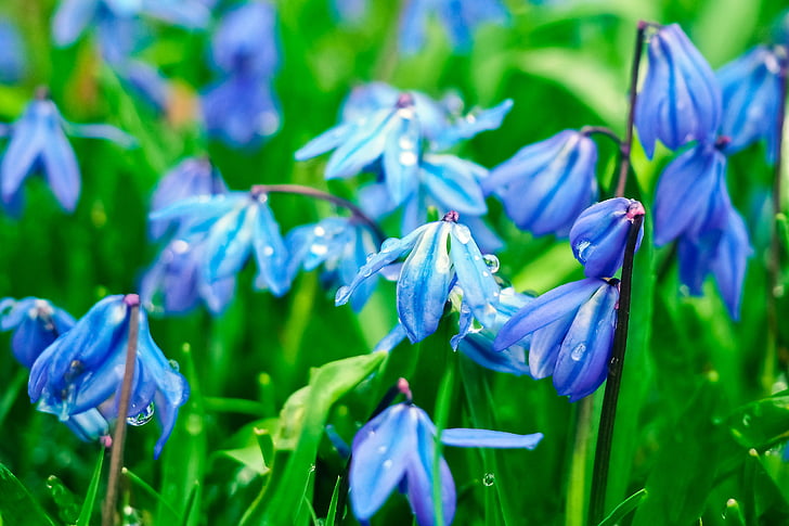 bluebell, flowers, blue, butterfly orchid, spanish hasenglöckchen, blue star, blossom