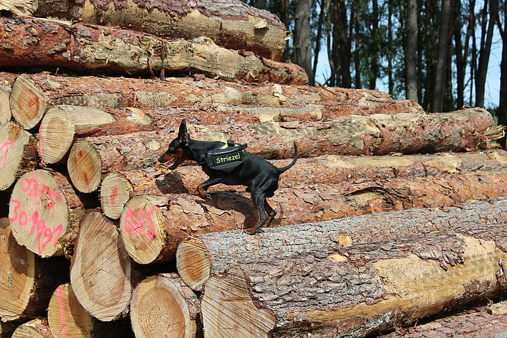 Pinscher miniatura, striezel, Pinscher, perro, perro pequeño, subir, troncos de los árboles