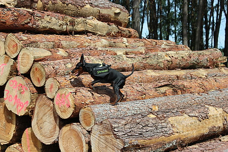 miniature pinscher, striezel, pinscher, dog, small dog, climb, tree trunks